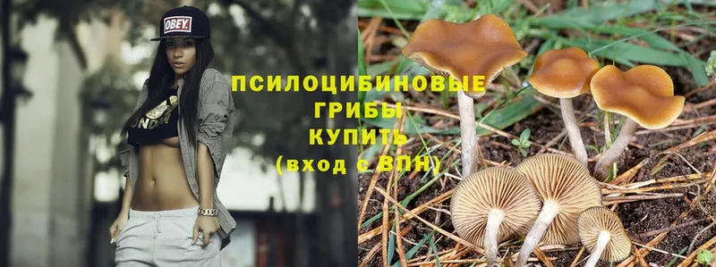 сайты даркнета состав  Динская  Псилоцибиновые грибы MAGIC MUSHROOMS  купить наркоту 